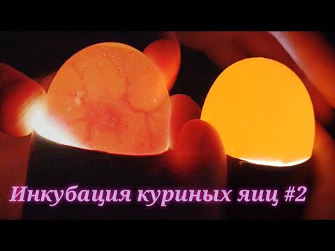Видео: Инкубация куриных яиц в самодельном инкубаторе. 7 сутки. Овоскопирование.