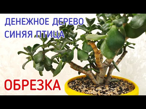 Видео: Денежное дерево (толстянка) синяя птица, обрезка.