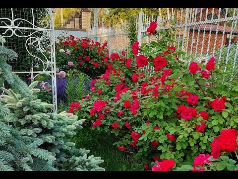 Видео: Hansaland. Пик цветения живой изгороди из роз!