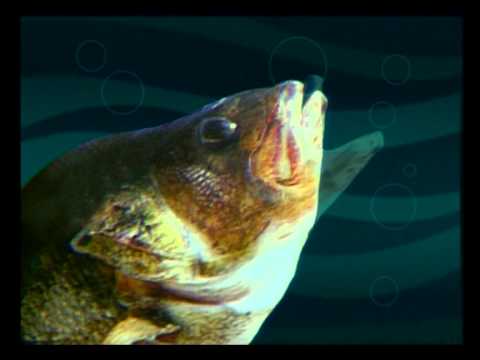 Видео: Диалоги о рыбалке - 112 - Блесним окуня на Ахтубе