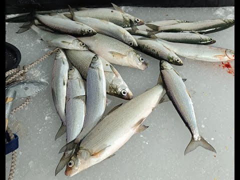 Видео: Рыбалка на Рипуса  и Пелядь. Озеро Щучье.