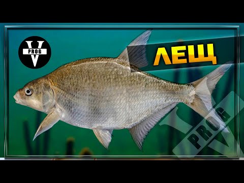 Видео: ЛЕЩ. Все о рыбе как и на что ловить ловить, как приготовить