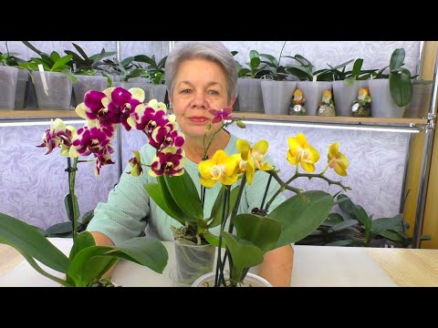 Видео: Секреты ухода за орхидеями. Как орхидеи реагируют на стресс после покупки?