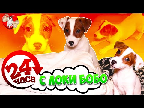 Видео: 24 часа с ЛОКИ БОБО 🐾 Говорящая собака Локи Бобо 🐾 Влог - 6 серия