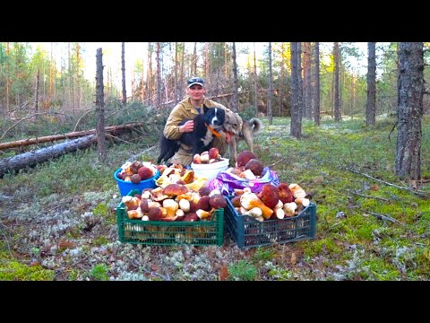 Видео: Как вынести БОРОВОЕ ЗОЛОТО. Нашли грибной рай. Мечта каждого побывать в этом месте.