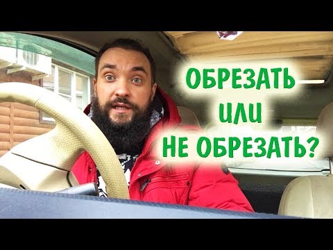 Видео: Обо всем за рулем #14 / Надо ли обрезать листья у растений? / Mr.GrowChannel