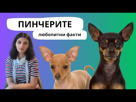 Видео:  ПИНЧЕР - любопитни факти 🐾