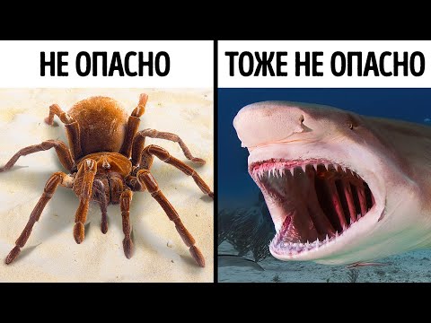 Видео: 14 страшных, но не опасных животных