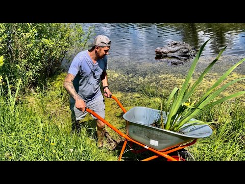 Видео: Водные растения для дачного пруда |Ирис болотный | Новые не обычные цветы🪷 для дачи!!