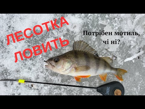 Видео: Лесотка ловить | Мороз -8 а ОКУНЬ клює. Окунь з льоду.