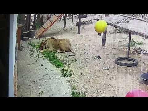 Видео: В ожидании чуда