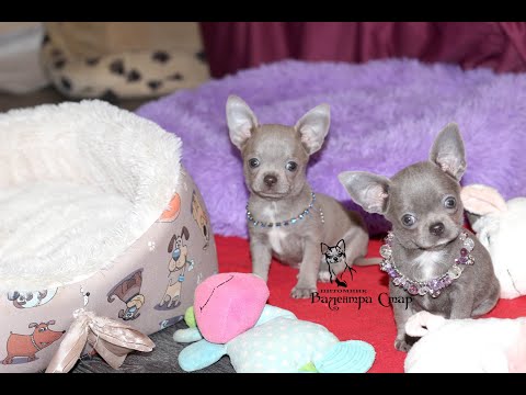 Видео: Лиловые ЧИХУАХУА @ Как и что едят наши щенки чихуа @ chihuahua