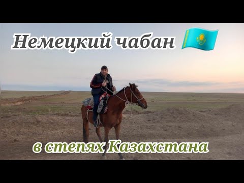 Видео: Самый настоящий Чабан Казахстана.