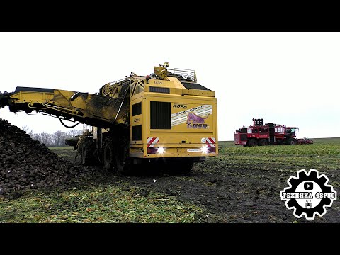 Видео: Уборка сахарной свёклы. Новенькие Holmer T4-40 и старички Ropa Tiger 5 и Tiger V8-4 работают вместе