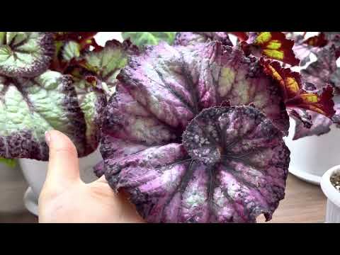 Видео: Обзор бегоний. LeRex  и другие. (3 часть)