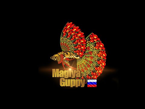 Видео: Магия гуппи. Селекционер Олег Фоменко