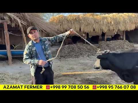 Видео: Azamat fermerdan yangisi#нархлари #cow #рек 