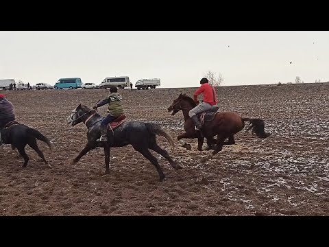 Видео: Лейлек Улак 🔥🔥🔥/ Бишкек/ Озерный айылы ( 10-02-21)