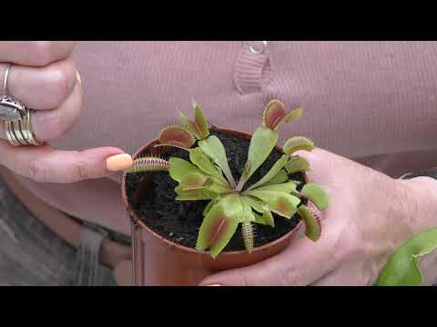 Видео: Насекомоядные растения (мухоловка) Дионея и Саррацения.