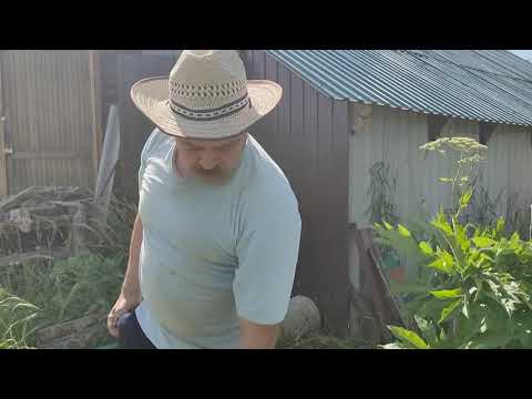 Видео: Пилим бруса из бревна Штилем без переделок, без переточек, без затрат.