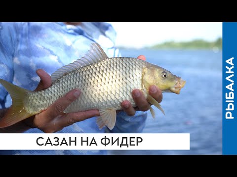 Видео: Как на реке поймать на фидер сазана, поводки из плетёнки и прочий хардкор😎