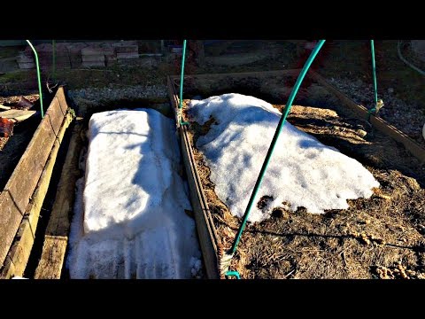 Видео: Сходит снег. ЧТО МОЖНО СЕЯТЬ? Зелень, морковь, редис, капуста.