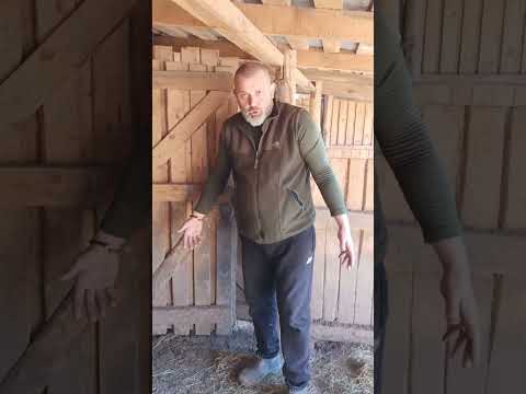 Видео: @Ветеранське Ранчо Мангалиця Чернігівщини 🇺🇦 як все почалось