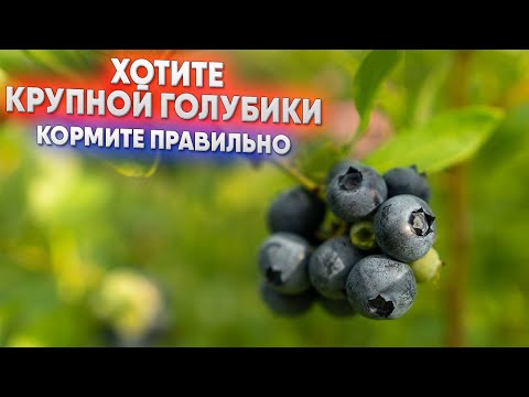 Видео: Хотите крупной голубики - кормите правильно