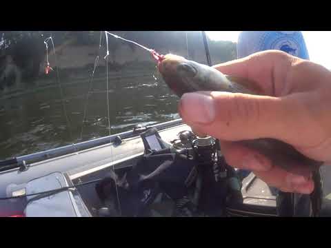 Видео: Рыбалка на Томи. Осваиваем ловлю хариуса на терольку.