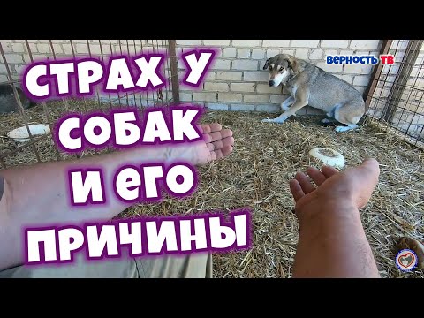 Видео: Страх у собак и его причины | Fear in dogs and its causes/Помощь Животным