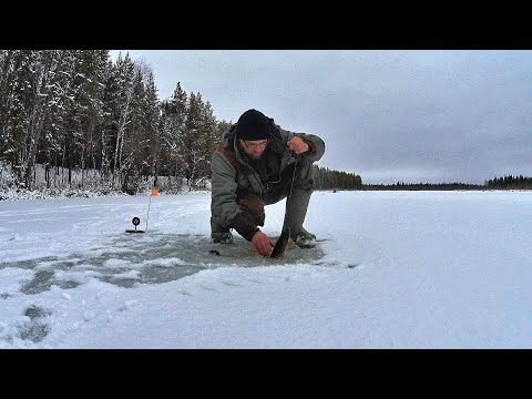 Видео: Первая подледная! Рыба клюет. Ноябрь .коми.