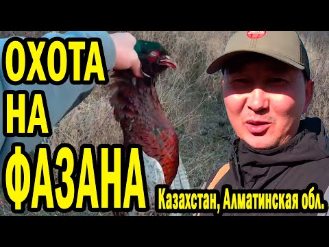 Видео: ОТКРЫТИЕ ОХОТЫ НА ФАЗАНА. СОБАКА ОТРАБОТАЛА НА 100%  #охота #казахстан