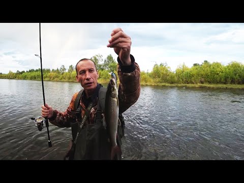 Видео: Рыбалка на ленка в сентябре. Уловистый воблер тсуёки гном