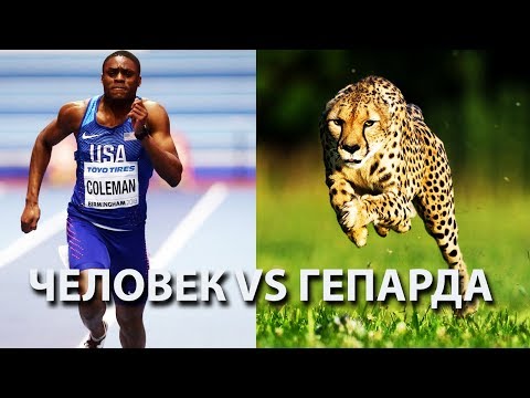 Видео: Как человек может обогнать гепарда? Мы рождены, чтобы бегать!