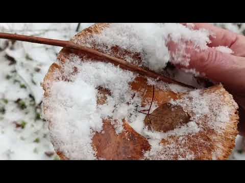 Видео: На каракате за лапником, а нашли металлолом и грибы мороженные.