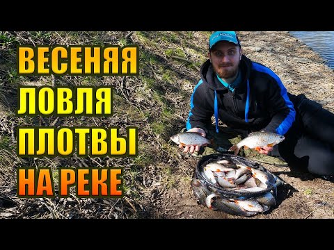 Видео: ВЕСЕННЯЯ ЛОВЛЯ ПЛОТВЫ НА РЕКЕ НА ФИДЕР. ОТЛИЧНЫЙ УЛОВ В НАЧАЛЕ СЕЗОНА. РЫБАЛКА 2023.