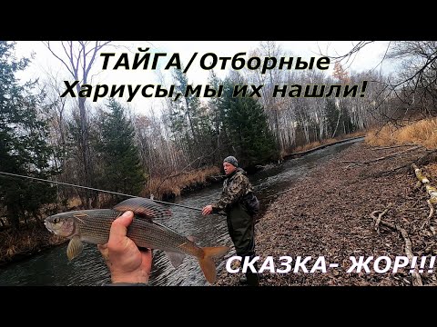 Видео: Рыбалка на Крупного ХАРИУСА в ТАЙГЕ/Осенью/Отрыв по КРУПНЯКУ/По КАНУ и назад 8км. Кардон БУРОГО.