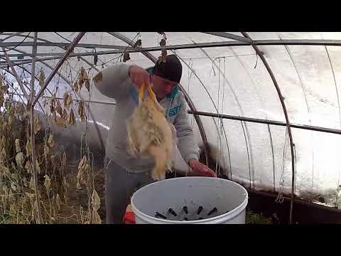 Видео: ощип уток в плакере, результаты неправильной термообработки