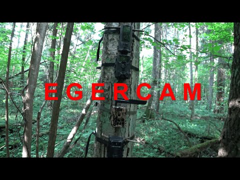Видео: обзор/тест/сравнение фотоловушки EGERCAM