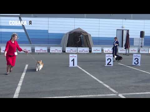 Видео: Выставка собак всех пород CACIB Архангельск корги Собака я