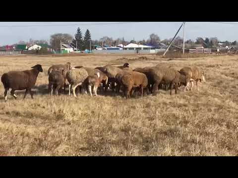 Видео: Вновь на выпасе , готовимся к зимнему стойлу