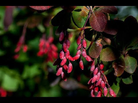 Видео: Андрей Иванцов  - Нарисую для тебя