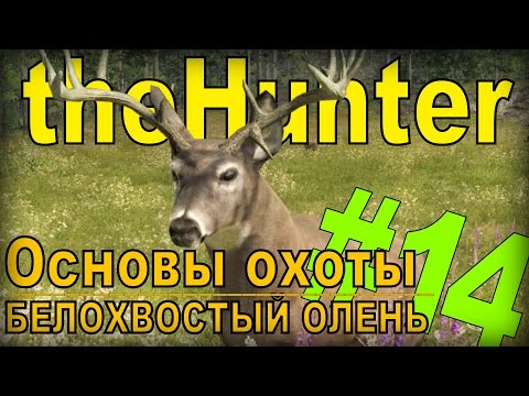 Видео: the Hunter  - Белохвостый олень [Основы охоты] #14