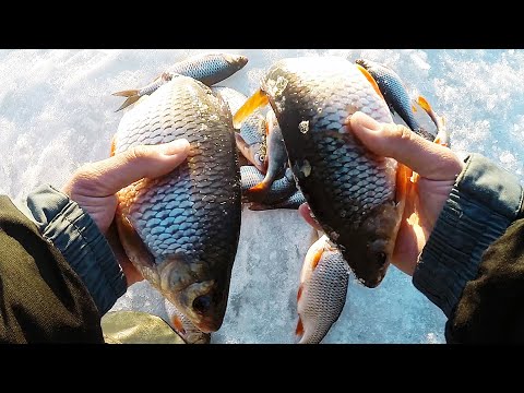 Видео: ПЛОТВА НЕ ЛЕЗЕТ В ЛУНКУ! Вот это ЛОШАДИ!!! Рыбалка на безмотылку ЧЕРТИК по последнему льду