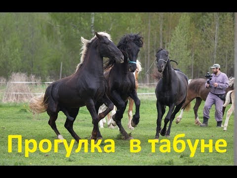 Видео: Прогулка  в табуне. Кроющий конь, мамки, жеребята - релакс.