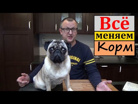 Видео: КАК? и ЧЕМ? кормить ЩЕНКА. Как ПРАВИЛЬНО кормить. Щенок МОПСА. Собачий КОРМ.