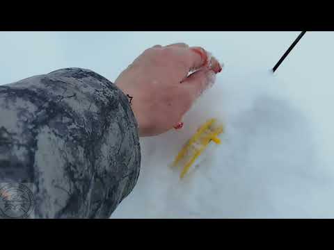 Видео: Бюза 2025 КВХ