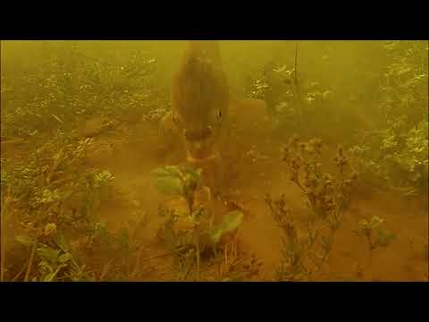 Видео: подводная съемка, как клюет карп на кукурузу и pop-up