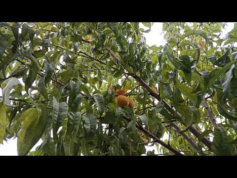 Видео: Персики в Воронеже Сибиряк 04.09.2025