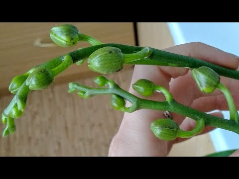 Видео: ПОДКИСЛИ орхидеи ПОЛИВ! ЦВЕТЕНИЯ будут! орхидеи БУТОНЫ НАЛЬЮТ, орхидеи цветоносы ПОСЛЕ!